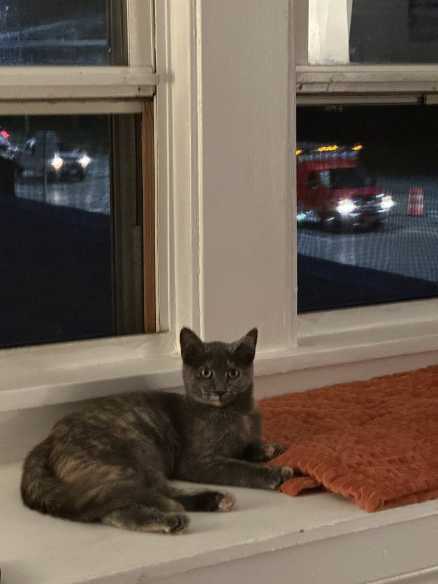 brewsee's tweet image. Redownloaded to post cat