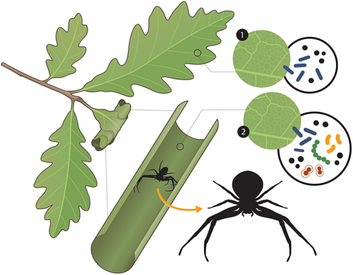 Fresh from the Kersch-Becker Lab! 🌿Our latest research <a href="/Ecology_Letters/">Ecology Letters</a> shows how leaf shelters boost microbial diversity in the phyllosphere. Congrats to <a href="/daniloentomo/">Danilo Ferreira Borges</a> on this exciting work! 👏🎉 #latinosinSTEM #diversityinSTEM <a href="/PSUmBiome/">One Health Microbiome Center</a> <a href="/PSU_Entomology/">Penn State Entomology</a>
doi.org/10.1111/ele.14…