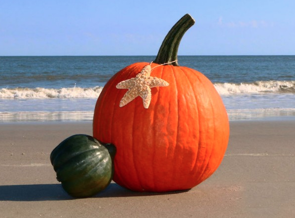 In this week's Paradise News e-newsletters you can read our October issue online, learn how you can help with Hurricane Helene Recovery efforts plus check out our October feature by Steve Traiman on FREE online resources at St. Pete Beach Public Library eepurl.com/i0HozA