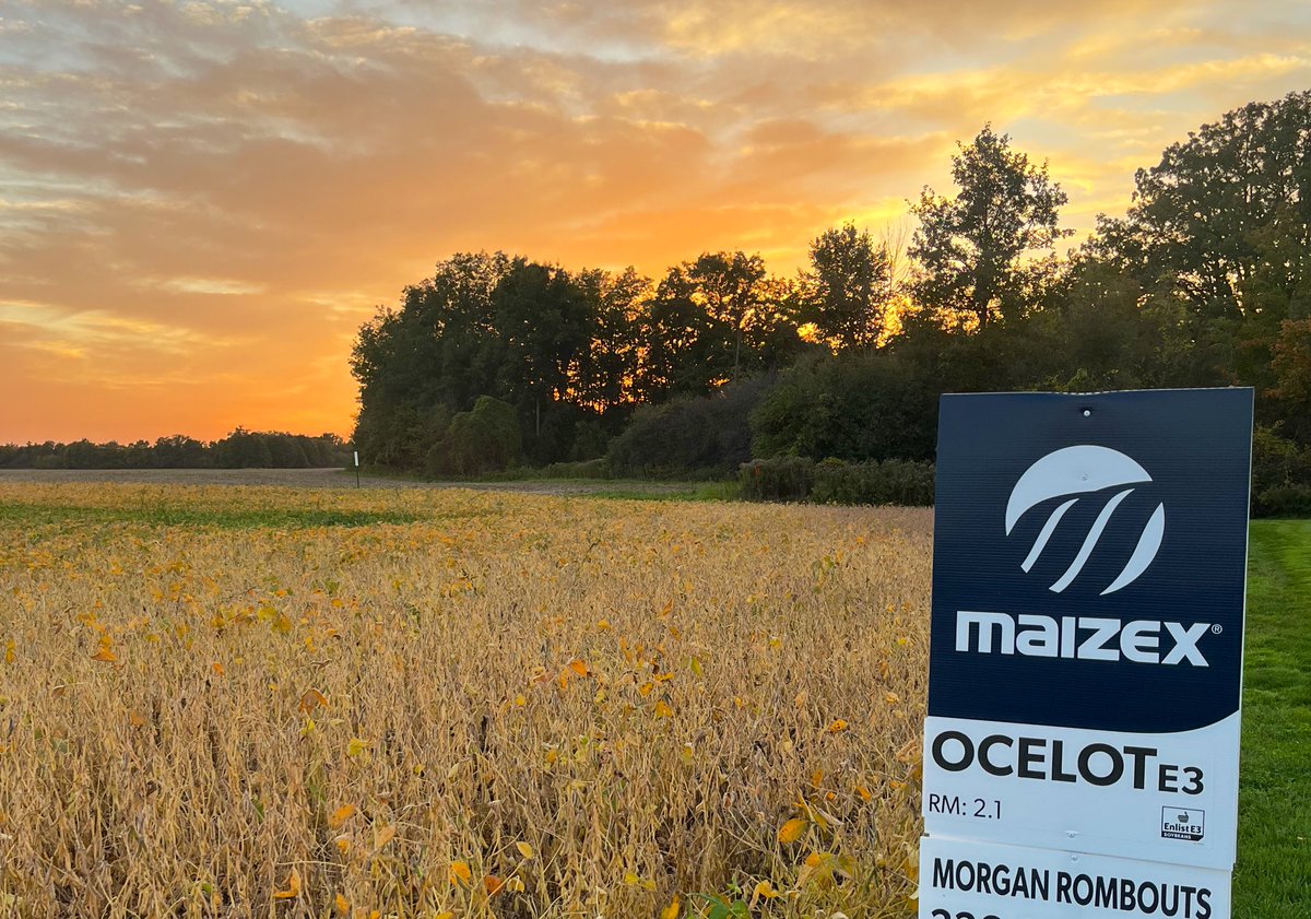 June 11th planted ocelots are starting to dry down good. With plants full of pods. Looking forward to seeing how these beans turn out!