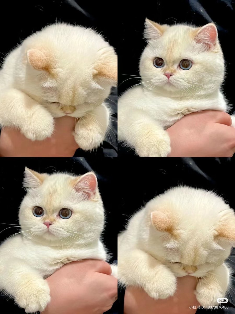 No Context Cats tweet media