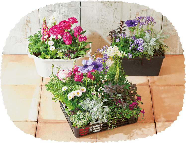 flower_coll's tweet photo. 📣10月お届け商品の紹介コーナー

「季節の花詰め合わせ コース」
今月一番の売れ筋商品となります🤩🤩

1回のお届け量で、直径21センチから24センチの鉢2つ分の寄せ植えをご自分の���みに植え付けることが出来るお得コースです。

右の写真は、お届け商品を実際に2つの鉢に植え付けたイメージ画像です https://t.co/19BOqciQ9E