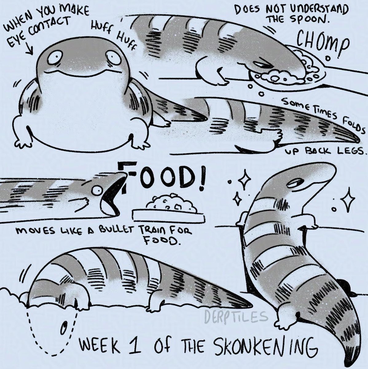 derptiles's tweet image. My experience so far keeping a blue tongue skink (my dream pet!)