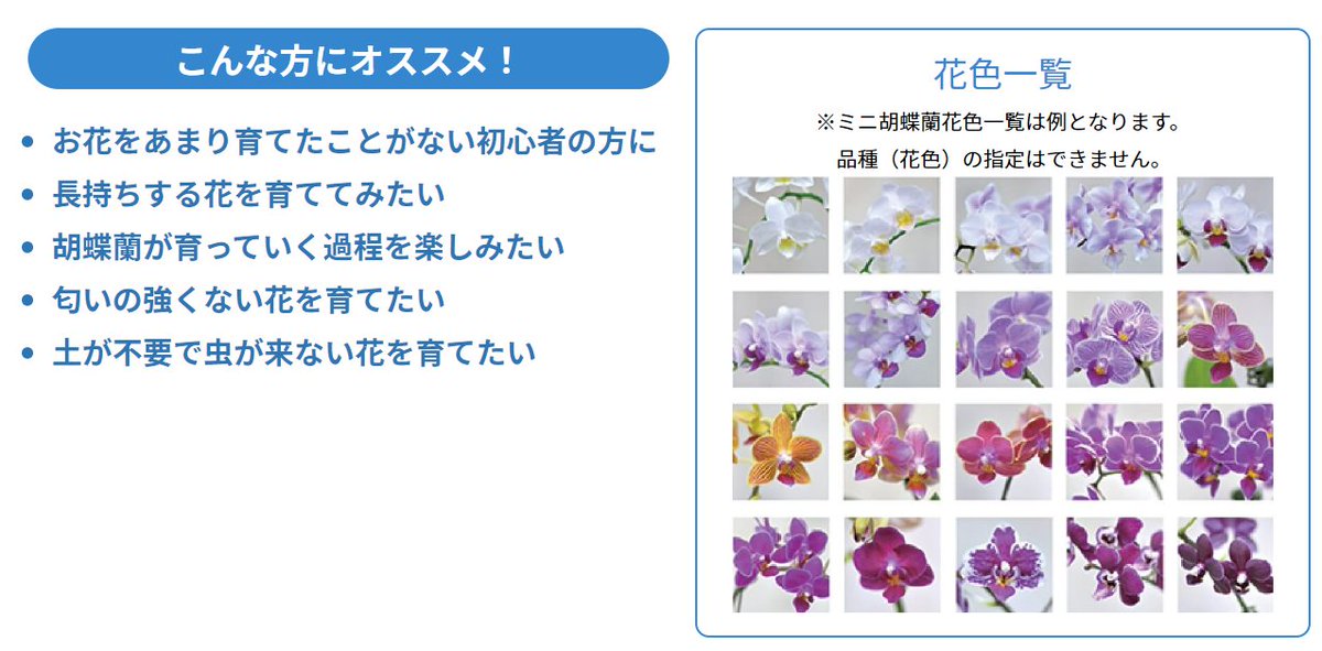 flower_coll's tweet photo. 📣10月お届け商品の紹介コーナー

「水耕栽培（ミニ胡蝶蘭＆アンスリウム）コース」

こちらも販売開始より不動の人気を誇るコースです‼

10月は　ミニ胡蝶蘭（フルール）をお届け。

花色はランダ���の為、どんな色の花が届くのか
お楽しみです✨✨

https://t.co/BfiSoov6Gg https://t.co/8IHmT0w1KX