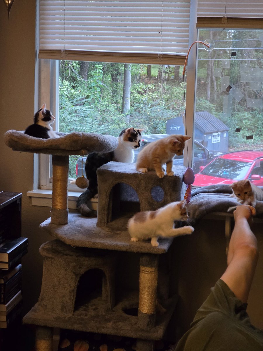 kym_shi's tweet photo. Apologies for going missing lovelies. I've been struck with acute bronchitis. The Condiments are doing AMAZING! As is Momma Toast, though with our last vet visit, they found a heart murmur. Not to worry, we've been referred out and hopeful! Fingers crossed, we get in soon. ⤵️ https://t.co/w4Sejz8bnS