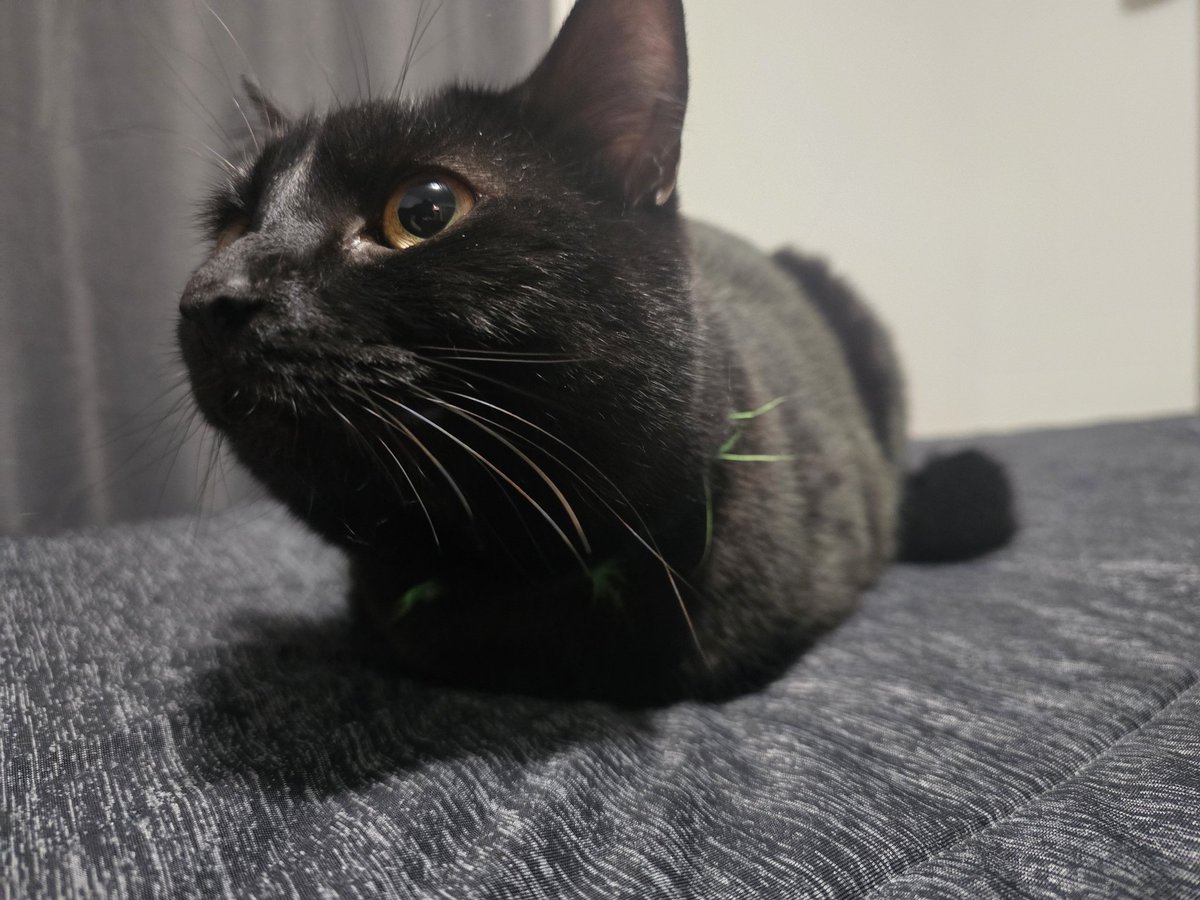 Looking for pets.

Twitch.tv/CidO