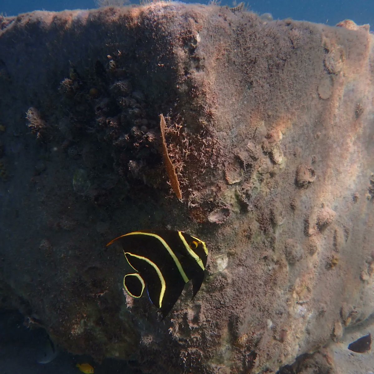 Rogers_M_P's tweet image. Happy to get cleaning up out at Lime Cay for #ICCD this year. Doing my part to keep the sea I love clean