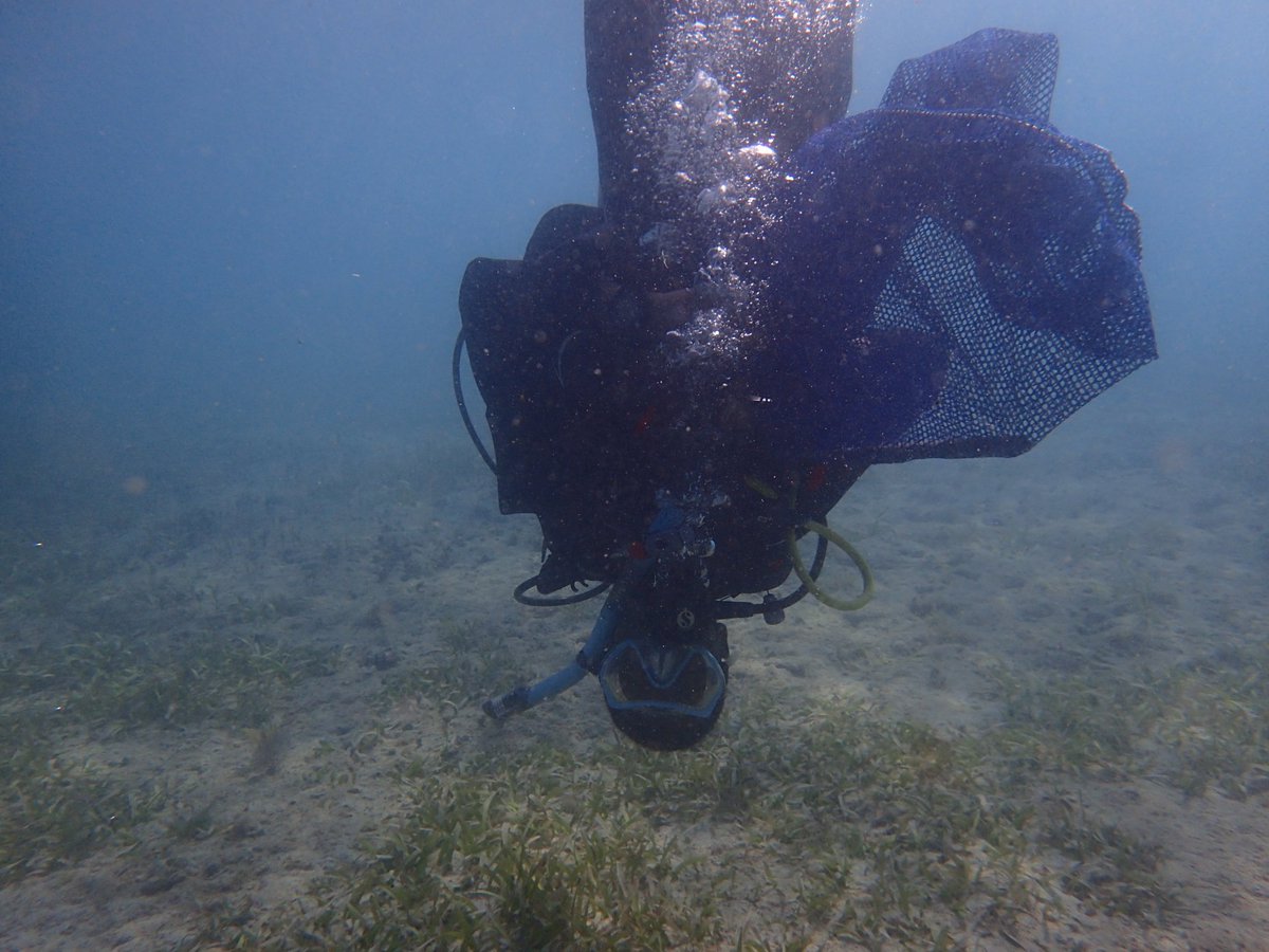 Rogers_M_P's tweet image. Happy to get cleaning up out at Lime Cay for #ICCD this year. Doing my part to keep the sea I love clean