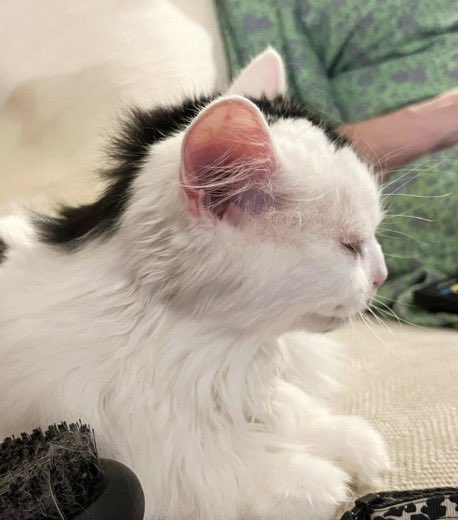 PunchingCat's tweet photo. cat with a mullet