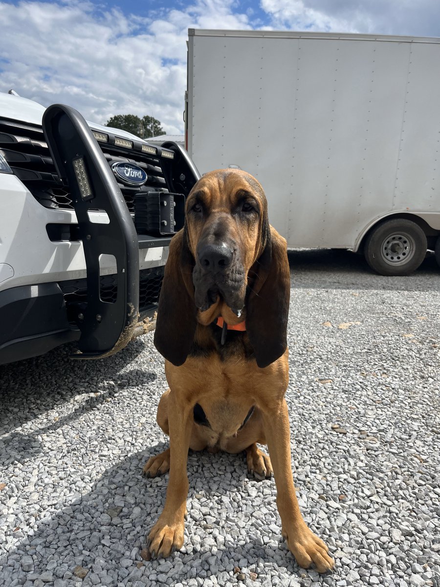 FOXNashville's tweet image. K9 OFFICER SAVES DOG 20 FEET HIGH: K9 officer Kari, a 5-year-old bloodhound from the Murfreesboro Police Department, saved a dog in East Tennessee that was stranded on top of a 20-foot-tall tree. bit.ly/3Y9bZzt

Photos: Murfreesboro PD