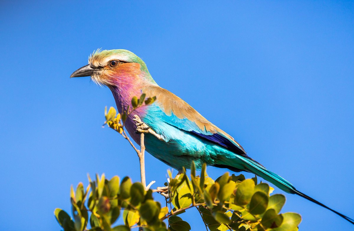 brentmailman's tweet photo. Lilac-breasted roller, a vibrant jewel of the African skies, captured in stunning detail, especially the bird’s eye. Nature's beauty at its finest!

#birdphotography #naturephotography #africanwildlife #wildlifecapture #brentmail #brentmailphotography #shareinspirecreate https://t.co/QUExj7hRGI