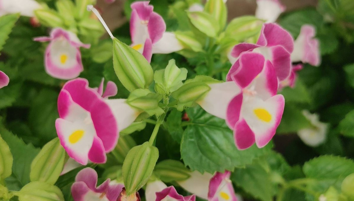 おはようございます🤗

風邪でダウン中❗
弱々になってきてます💧

根性があらへんわ🥺
ここ最近…多いな‼️
体調不良…

やっと熱が下がり咳が止まんない❗

こっち来てから偏頭痛多いかも🤔
合ってないのか…やっぱり…

#おは戦61004🍻8t

病院行ってきます🙋
スキマにリプ返するので🎵
置いてね🙏