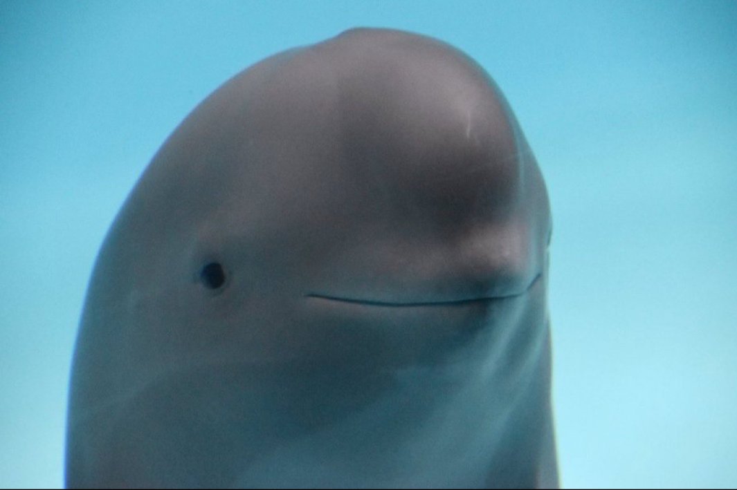 tinyelephant007's tweet image. Me: I love this meme with the silly little dolphin 
My bf: That's a beluga
Me: