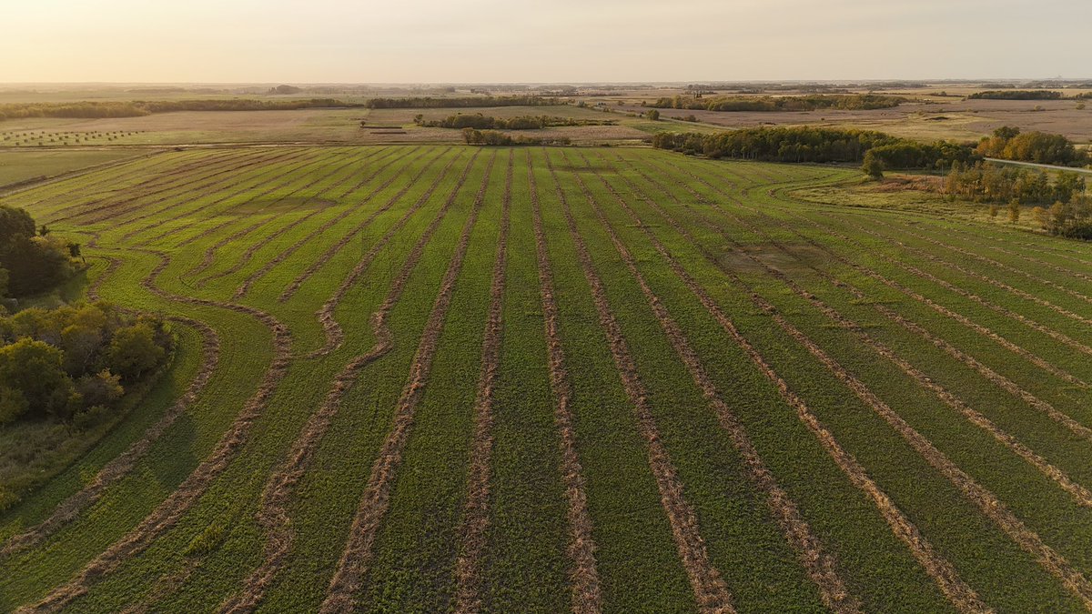 Connor_English1's tweet photo. What a fall it’s been. Warm season cover crop still actively growing. Slight frost last night but still great potential for cool season species over the next couple of weeks to capture free energy. #greenroot #swathgrazing #sunlight #nutrientcycle https://t.co/uTMvV0VXfn