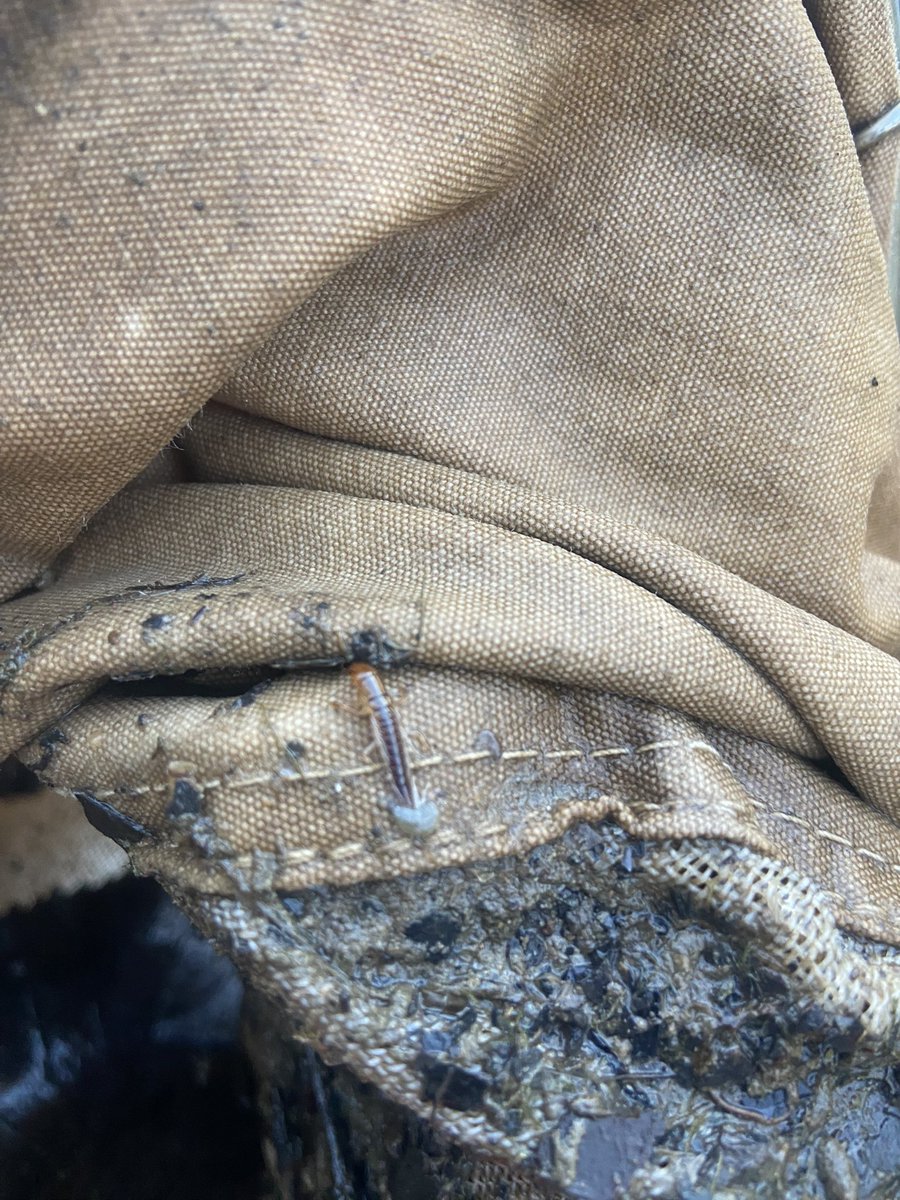 Keith Piccard tweet media