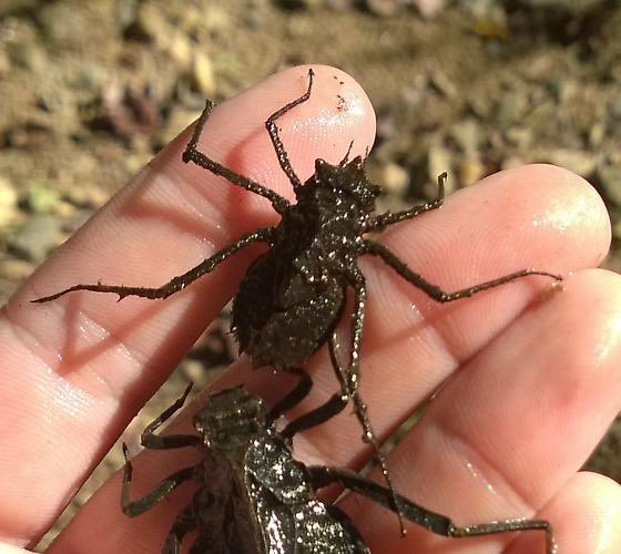 Keith Piccard tweet media