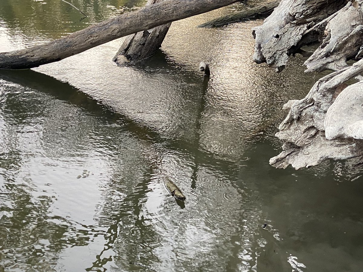 Keith Piccard tweet media