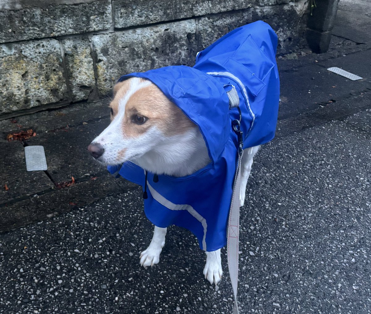 雨いや犬