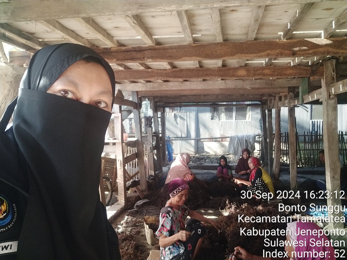 stdewi98's tweet image. Senin,30/09/2024 Pengambilan Data Produksi pada pokdakan Bunga Laut Kampoa jenis Eucheuma Cottonii Di Desa Bontosunggu Kec.Tamalatea Kab.Jeneponto 
# Puslatluh KP
# BRPBAPPP Maros
# Aksi Luhkan Jeneponto