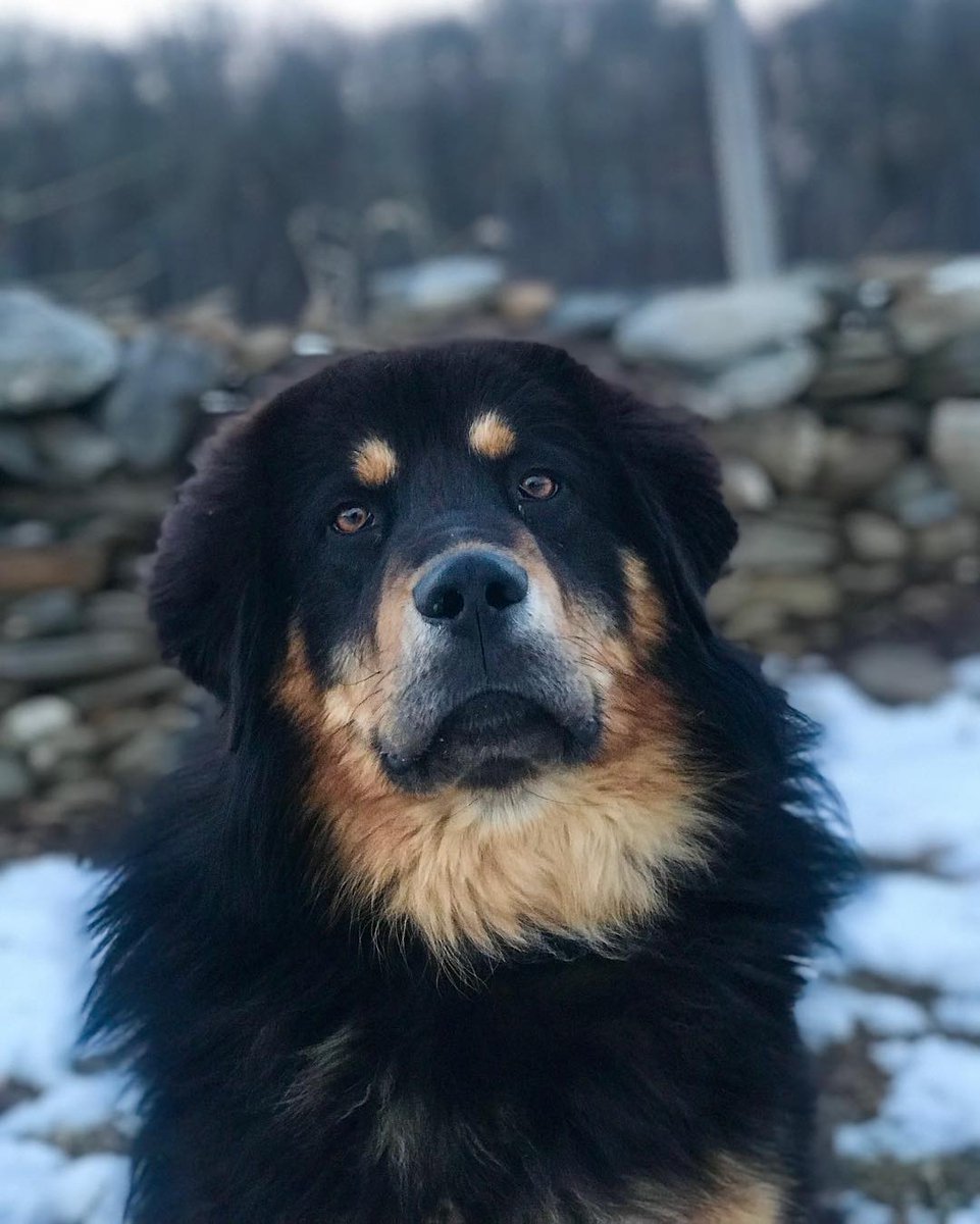 The Bankhar dog is a breed deeply intertwined with the nomadic culture and history of Mongolia. Revered for its exceptional livestock guardian skills, this ancient breed has played a vital role in safeguarding herds and preserving a way of life in the harsh Mongolian steppes.