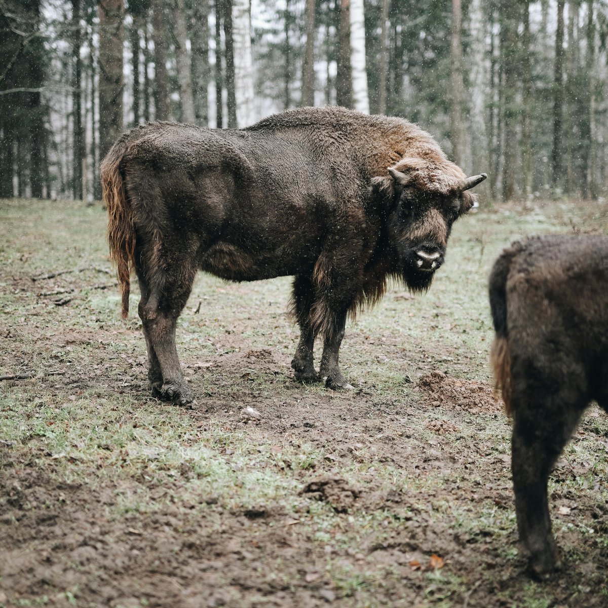 WayoftheBison's tweet photo. 📸 by Karolina Wv 🦬 https://t.co/r7xCdmA8L5