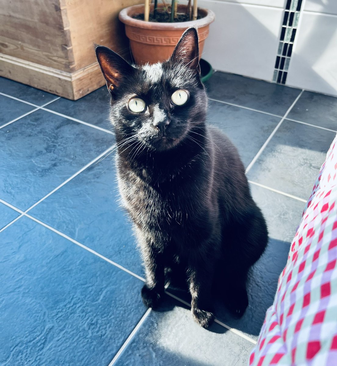 FeralMother44's tweet photo. @GonzotheCat1 @PickliciousF Have the happiest and the treatiest of 4th #GotchaDays dear Pickle and weโll see you for that yawn, poetry reading in your catio laters!
Purry gotcha day loves Bella๐โโฌ and Toby๐ป
#Pickleversary๐ป๐โโฌ https://t.co/cnhB1wrQcl