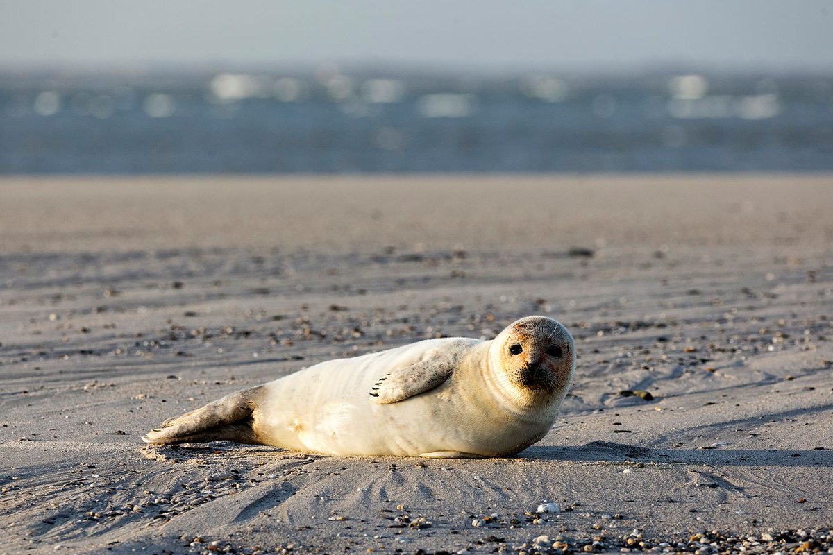 FutureLandRdam's tweet photo. Vandaag is het #dierendag! Wist jij dat er in de Rotterdamse haven veel verschillende diersoorten te vinden zijn? Egels, bunzingen, kleine mantelmeeuwen, torenvalken, konijnen en zelfs zeehonden en exotische wolhandkrabben! 🦔🦢🐰🦀🐦

#FutureLand #Maasvlakte2 https://t.co/zDAjkIYPcn