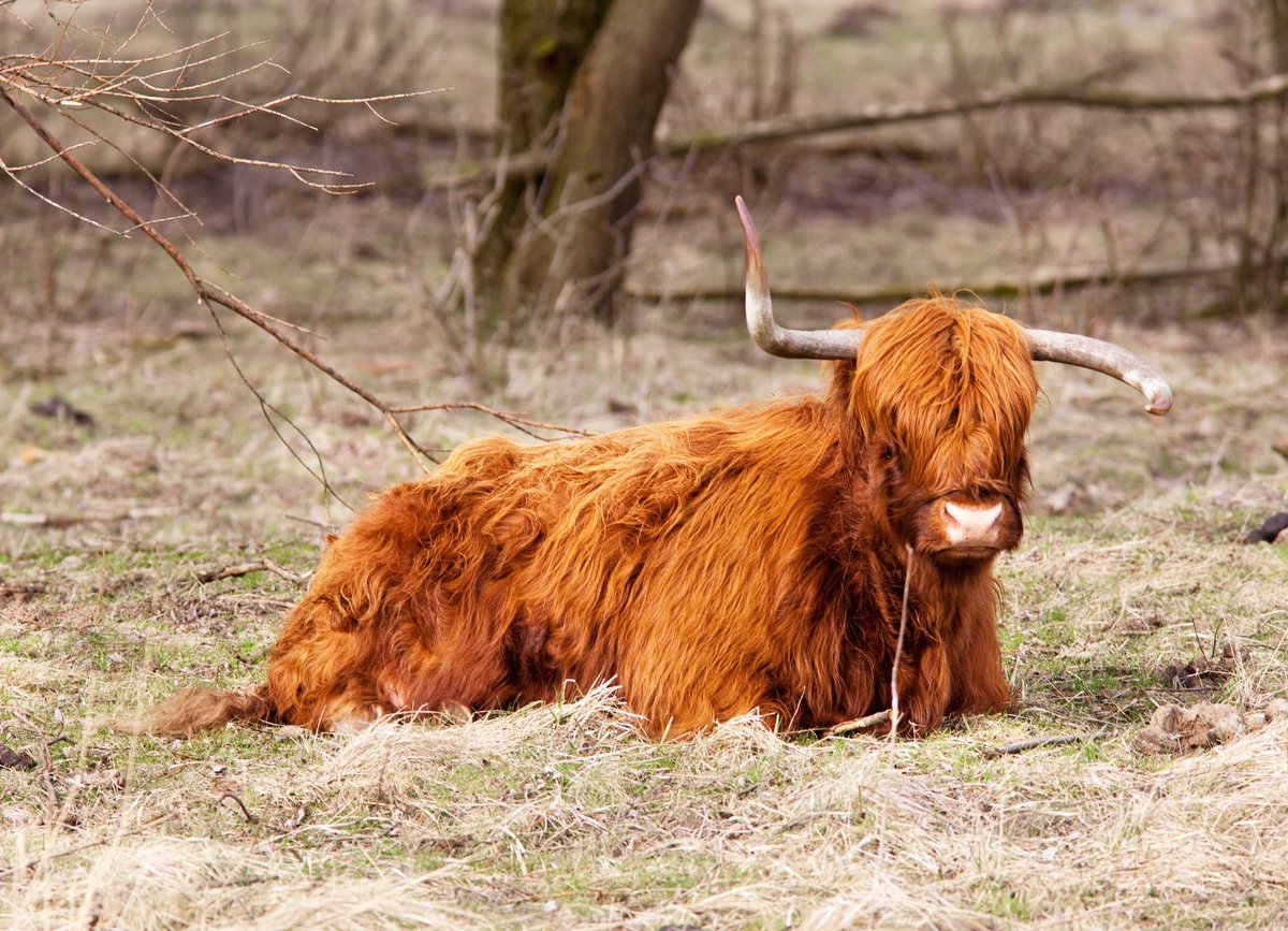 FutureLandRdam's tweet photo. Vandaag is het #dierendag! Wist jij dat er in de Rotterdamse haven veel verschillende diersoorten te vinden zijn? Egels, bunzingen, kleine mantelmeeuwen, torenvalken, konijnen en zelfs zeehonden en exotische wolhandkrabben! 🦔🦢🐰🦀🐦

#FutureLand #Maasvlakte2 https://t.co/zDAjkIYPcn