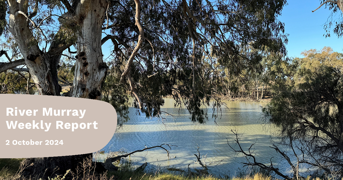 MD_Basin_Auth's tweet photo. โ๏ธ September saw dry conditions, with rainfall 47% below the long-term avg. River Murray inflows were also low at 267 GL.
๐๐ Read more in our #๐ฅ๐ถ๐๐ฒ๐ฟ๐ ๐๐ฟ๐ฟ๐ฎ๐๐ช๐ฒ๐ฒ๐ธ๐น๐๐ฅ๐ฒ๐ฝ๐ผ๐ฟ๐ https://t.co/zsBetCL80Q
#riveroperations #rivermurray #waterquality https://t.co/0tQOKM1Icq