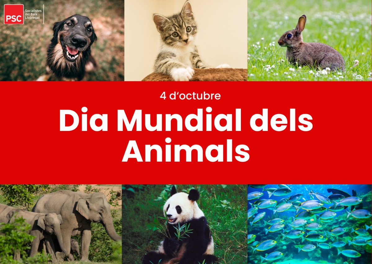 🗓️ Avui, 4 d'octubre, és el Dia Mundial dels Animals.

Aquest dia ens recorda la nostra responsabilitat cap a ells. Són milers les espècies en perill d'extinció i milions els animals que pateixen la destrucció dels seus hàbitats. És el nostre deure respectar-los i protegir-los.