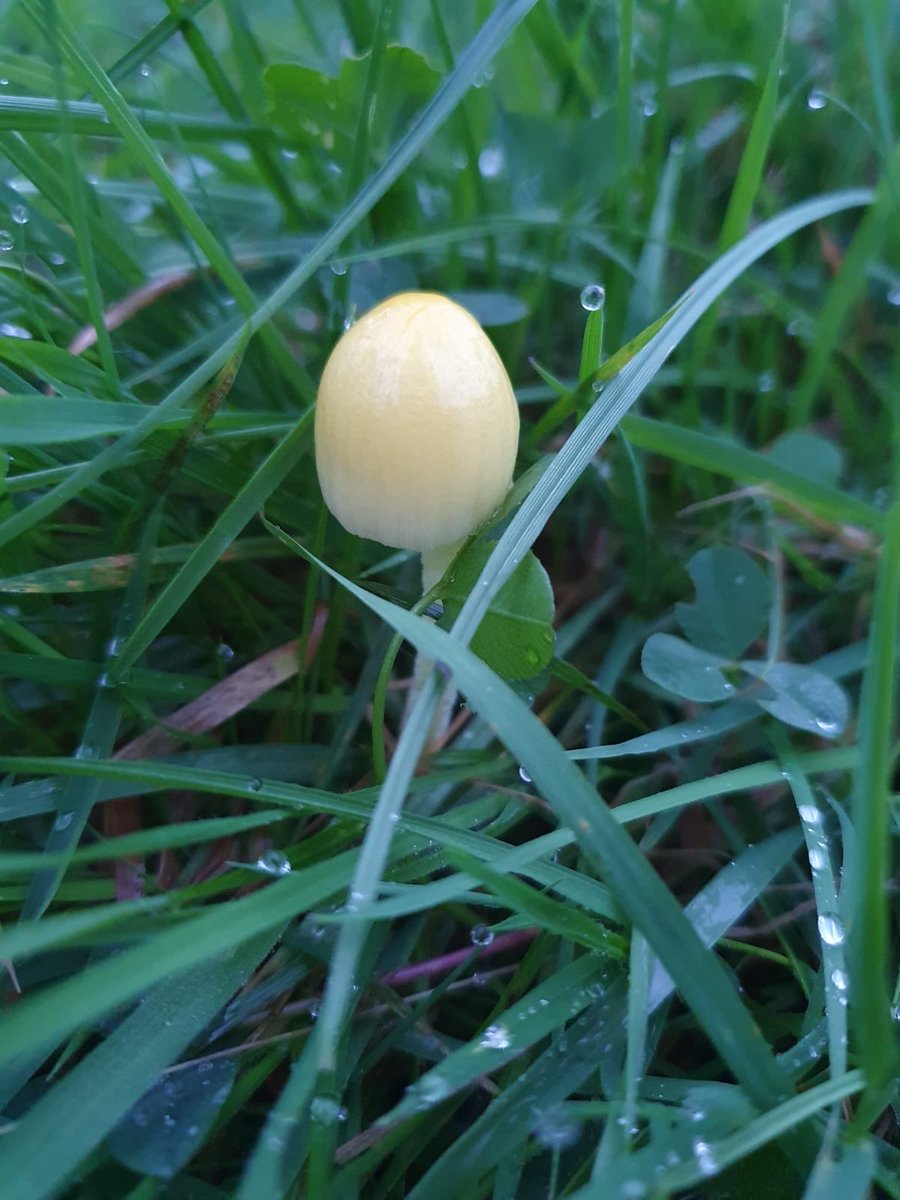 Beautiful in Highbury Park on October mornings 🍃 🌅