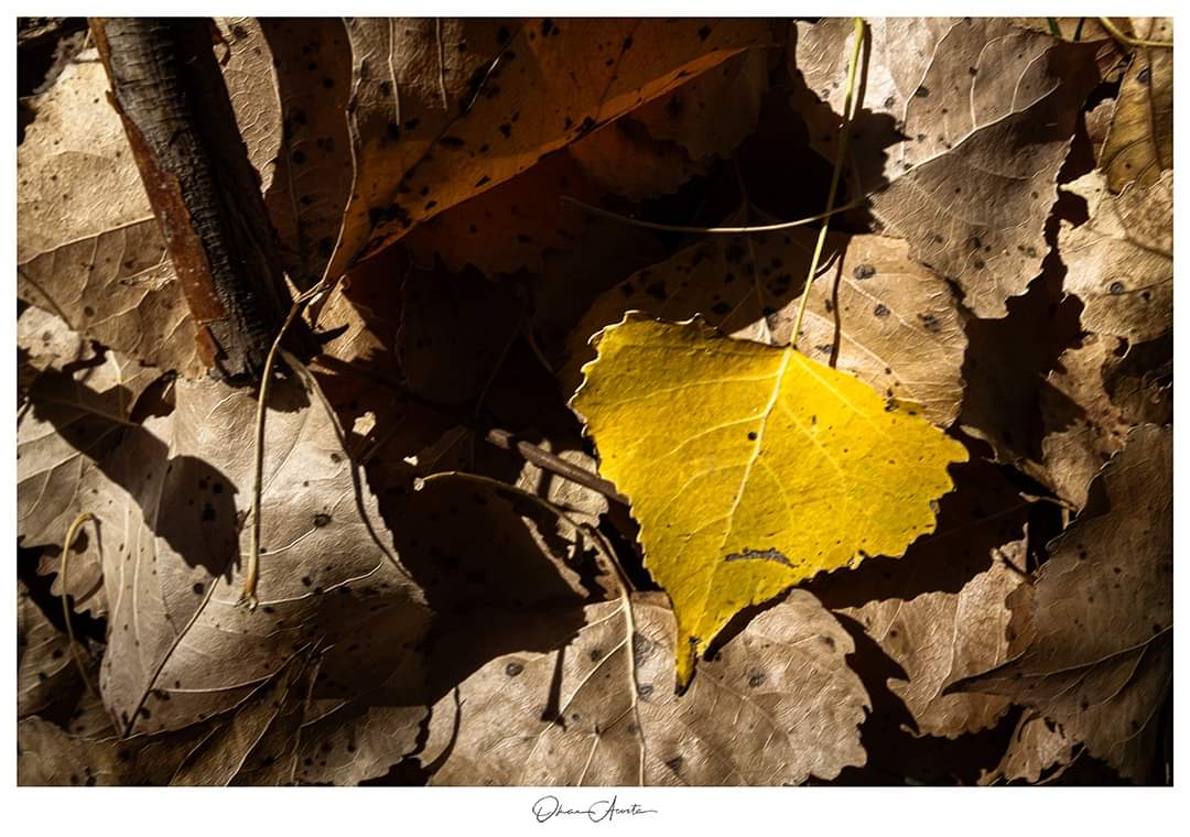 AndaresDel's tweet photo. Octubre, otoño.

#Octubre #otoño #hojas #hojassecas #hojasdeotoño #Álamo #renovar #morirparavivir #losandaresdelomar #acostaomar #nostalgia https://t.co/WTHItr4ZrA