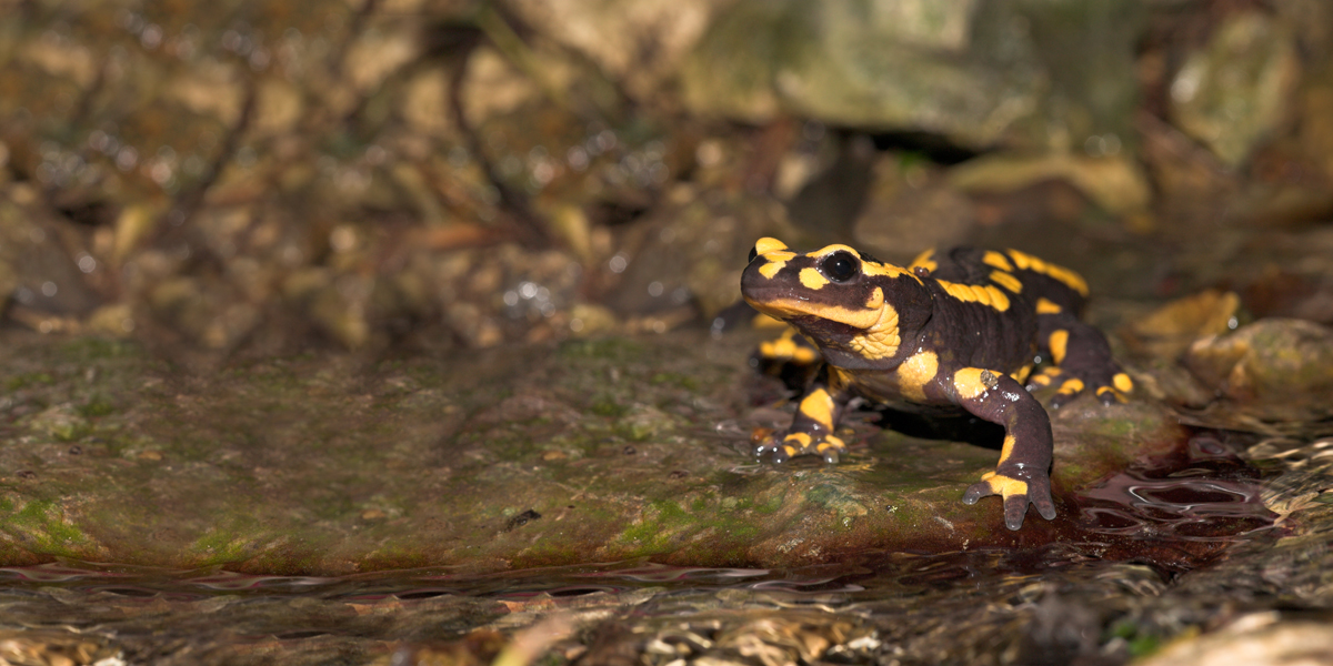 RAVON (@ravon) on Twitter photo De Rode Lijst voor Reptielen en Amfibieën bij Nieuws & Co, NPO Radio 1 | Raymond Creemers van RAVON vertelt over de nieuwe Rode Lijst, die deze week werd gepubliceerd. 🦎🐍🐸 Luister het fragment (vanaf minuut 53:15): nporadio1.nl/uitzendingen/n…
<a href="/NPORadio1/">NPO Radio 1</a> #nieuwsenco De Rode Lijst voor Reptielen en Amfibieën bij Nieuws & Co, NPO Radio 1 | Raymond Creemers van RAVON vertelt over de nieuwe Rode Lijst, die deze week werd gepubliceerd. 🦎🐍🐸 Luister het fragment (vanaf minuut 53:15): nporadio1.nl/uitzendingen/n…
<a href="/NPORadio1/">NPO Radio 1</a> #nieuwsenco