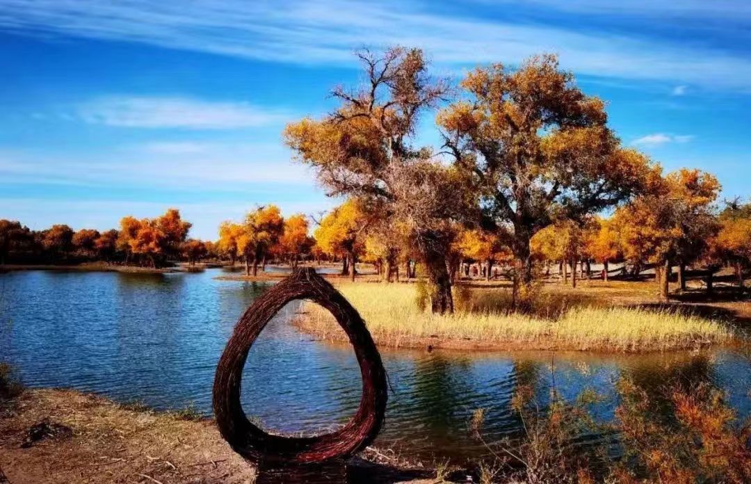 Poplar trees has ushered in their prime time for visitors to enjoy the gold leaves and pleasant weather. 🍂🍁