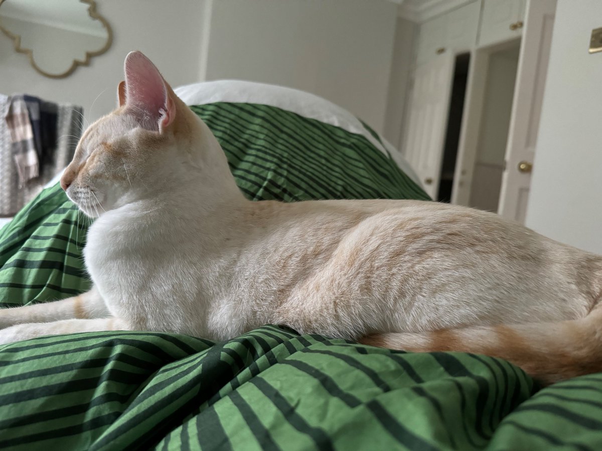 Caitlin Steele tweet media