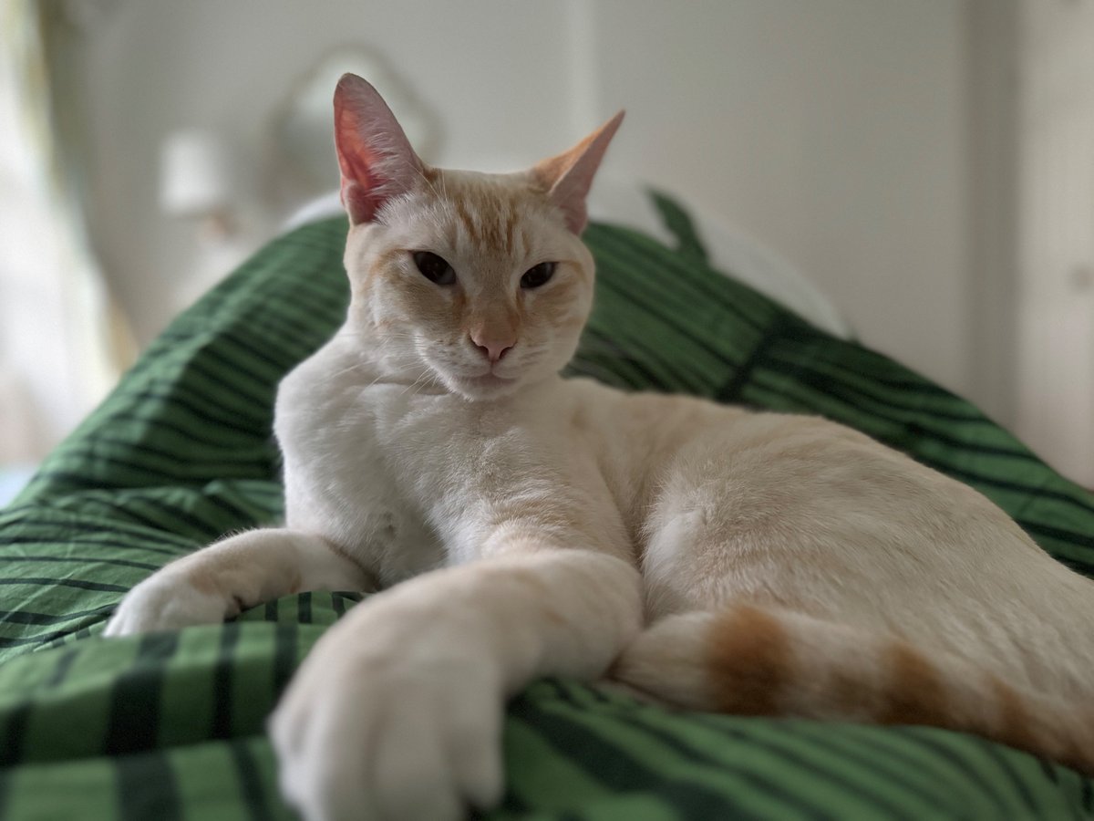 Caitlin Steele tweet media