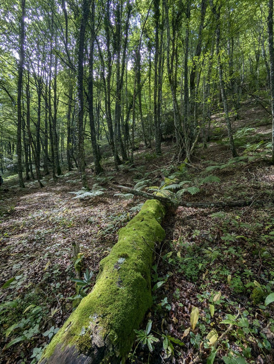 eforestal's tweet photo. Hoy se celebra el día del patrón de todos los forestales, San Francisco de Asís.
¡Felicidades a todos!

(foto en jornada @REMP_es, Merindades, Burgos, julio 2024) https://t.co/Zez3XlMl4b