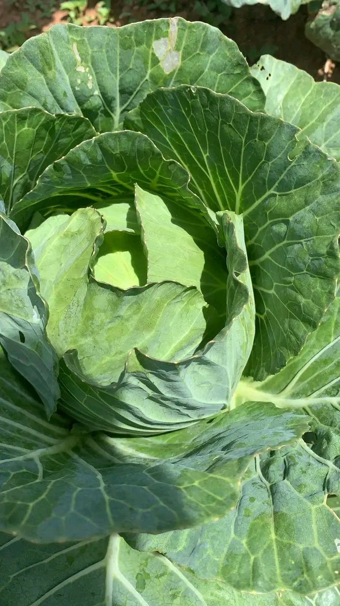 Dara George Of Jos tweet media