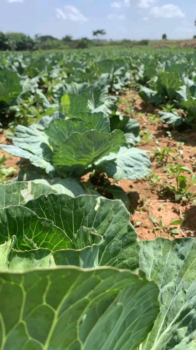 As a man, If you want to learn to treat a woman, farm cabbage.

You'll learn to be tender, soft hearted, careful and of course patience but above all, you'll not cheat on her because 100 percent of the work on cabbage farm requires you to bend... you'll not have enough waist to
