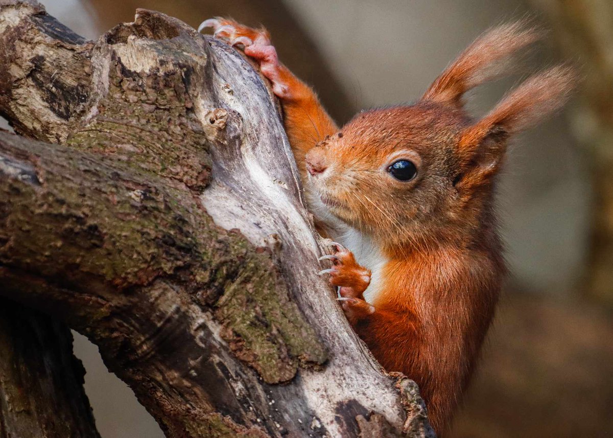 We cleared #Anglesey of grey squirrels. Our wild red squirrel population doubled, then we boosted genetic variation to get an x8 increase. 
We rescued red squirrel from the brink of extinction and put them back into peoples lives. #RedSquirrelAwarenessWeek  [📷H Rowlands]