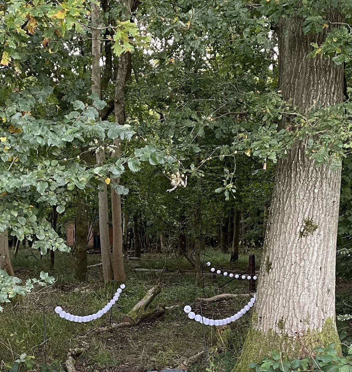 PipersForestSch's tweet image. The forest looked stunning for our open evening, filled with fairy magic. #pipersgrounds #pipersoutdoors #pipersprep #piperspreprep 🔥 🧚‍♂️ 🍁