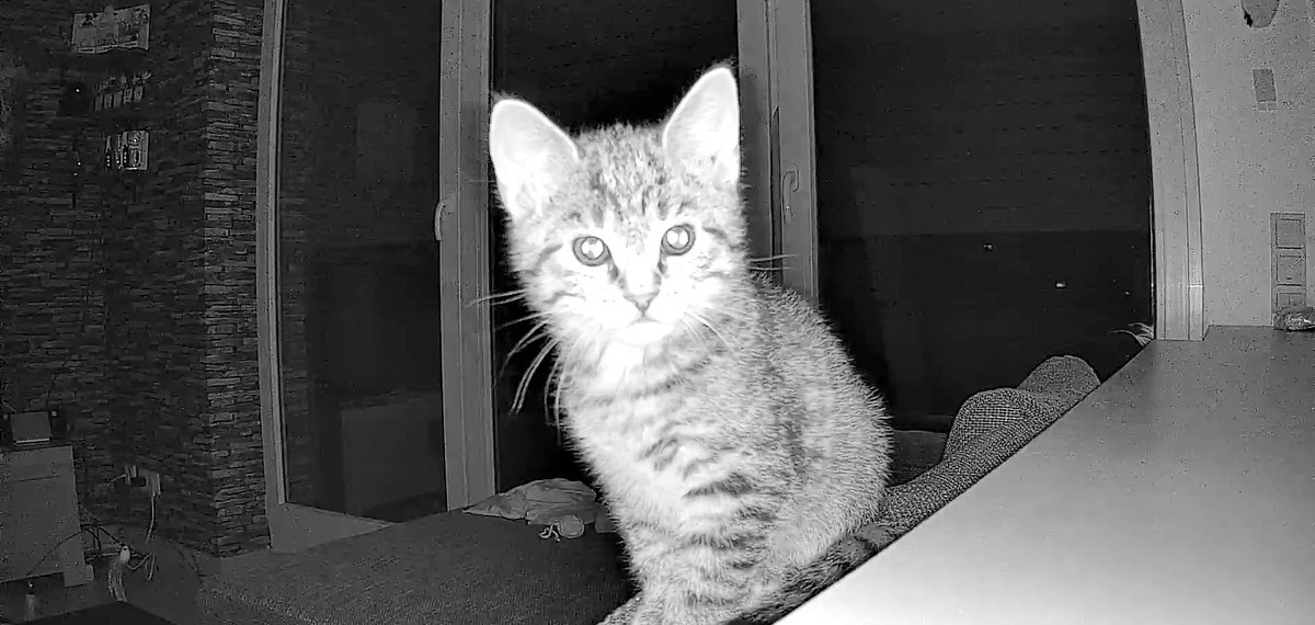 hideonturtle's tweet image. 