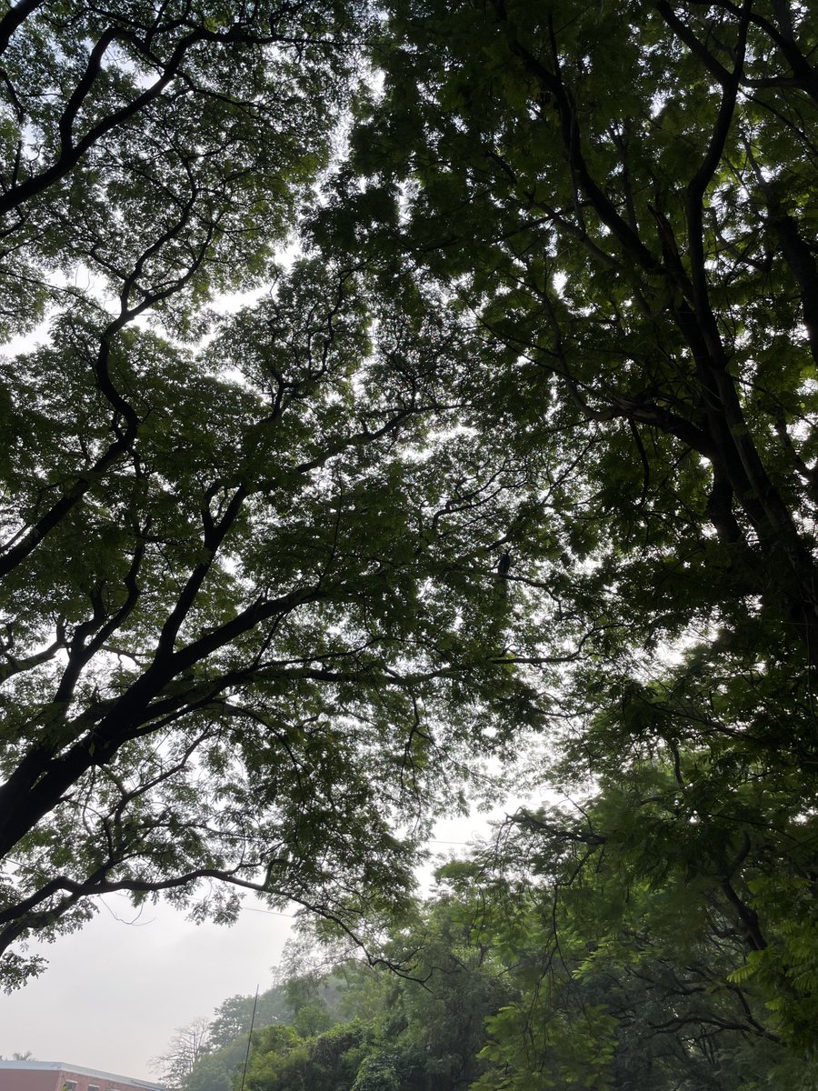 prachiniki's tweet image. Can you spot a Peacock?🦚
#EyeTest😄