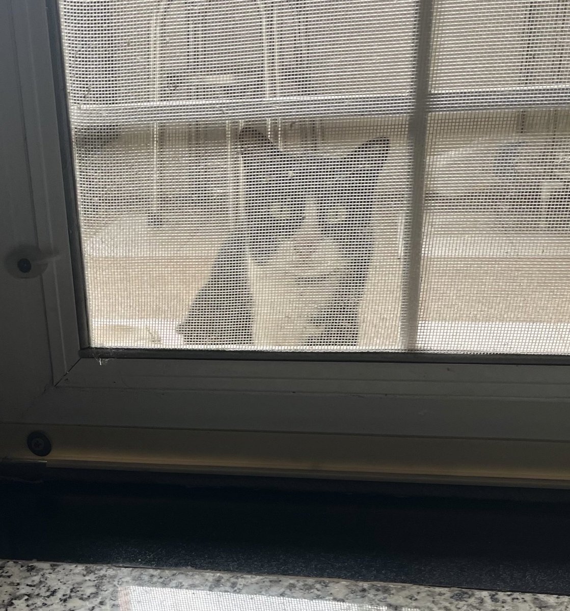 skytrain9's tweet image. She wants to come inside because it is raining outside. #car