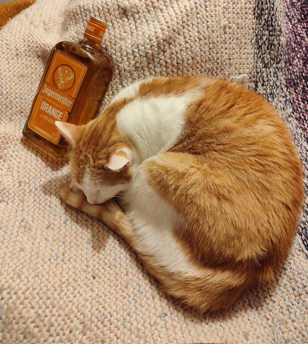 Ein Likörchen in Ehren, kann niemand verwehren - dann noch farblich passend zur Katze... 🥰