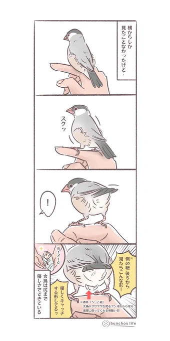 文鳥のおSiri を清潔に保ってくれる例の紐(羽)、後ろからみたらまた可愛形してたw
(↓ツリーにオマケあり)
#文鳥 
#4コマ漫画 