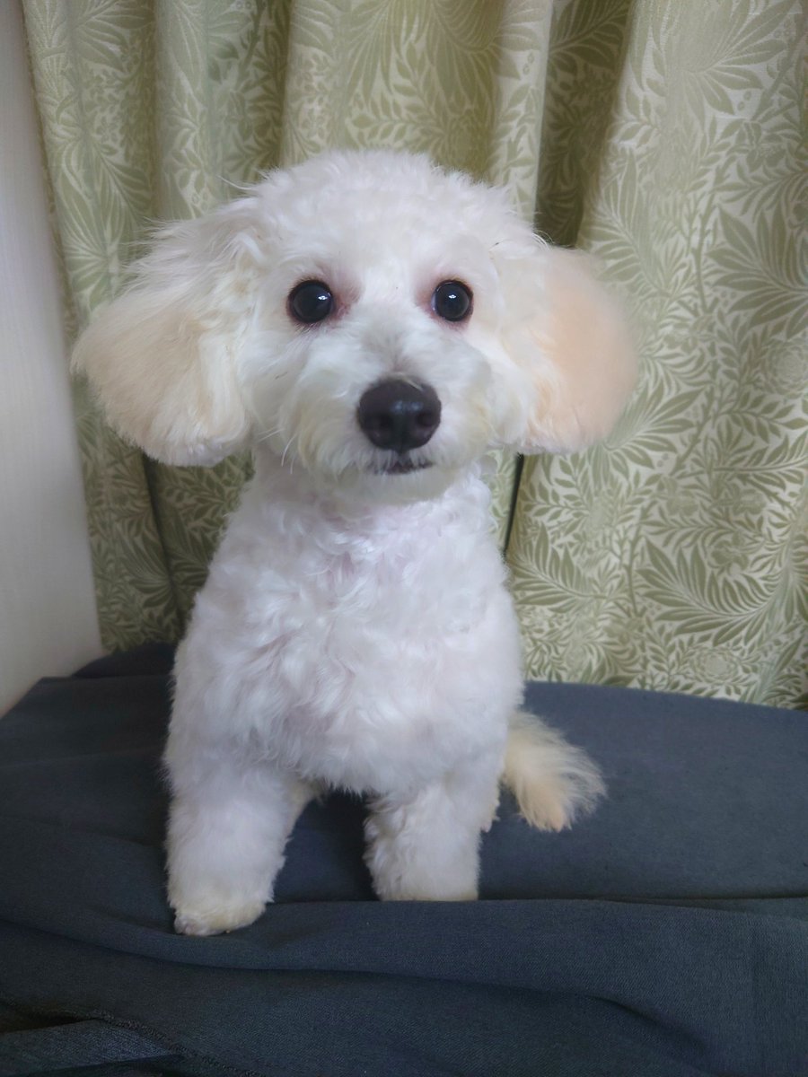ヨウムのロッコとキャバションリヨン🐣🐶ふたりとも元気です。ロッコは最近よく「リヨ!こっちこっち!こっちおいで」「おいしの食べた?」「こら!めっ!」に加え、リヨンの噛むとピーピー鳴るオモチャの真似もします。とても紛らわしい