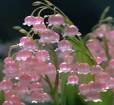 ernest_45's tweet photo. Pink Lily of The Valley Flower Seeds💗 https://t.co/gCE3wG2frF