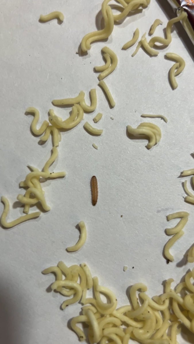 iamRjt's tweet photo. Here’s what I found in fresh packet of @MaggiIndia insects right inside the noodles!This is shocking and completely unacceptable from a brand trusted for its food https://t.co/IsQIXsQpJv threatening!Take action against it asap or I will. #alert @Nestle @NestleIndia  @fssaiindia https://t.co/rTr6dT1ngF