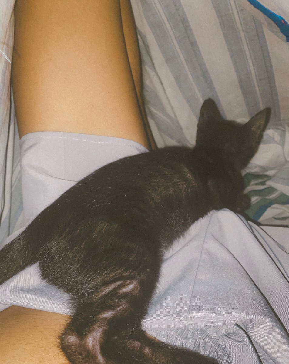 jekorcpt's tweet image. When your lap becomes the coziest spot in the house 🐾 #KittenVibes #CuddleBuddy